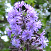 cicerbita alpina - abriachan nurseries